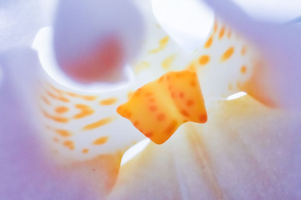 macro artistic pictorial photography